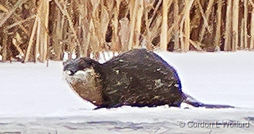 Beaver Lodge & Otter_P1010139crop.jpg - Photographed along Otter Creek near Smiths Falls, Ontario, Canada.